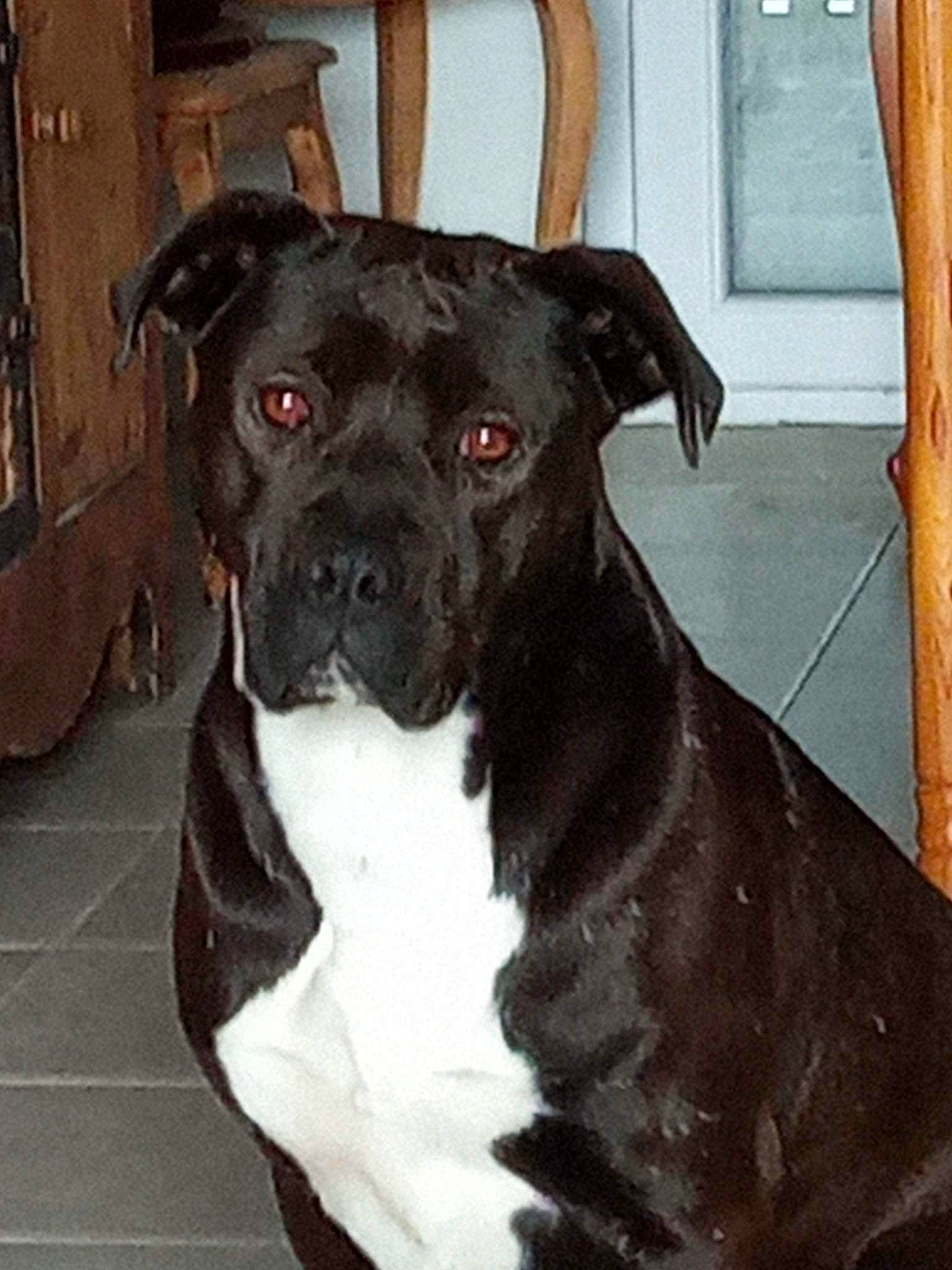 Kayla a rejoint le concours — aidez-le/la à gagner de superbes lots ! ancient_dog_breeds, boxer, canidae, carnivore, collar, companion_dog, dog, dog_breed, dog_collar, fawn, guard_dog, molosser, non_sporting_group, puppy, toy_dog, whiskers, working_animal, working_dog