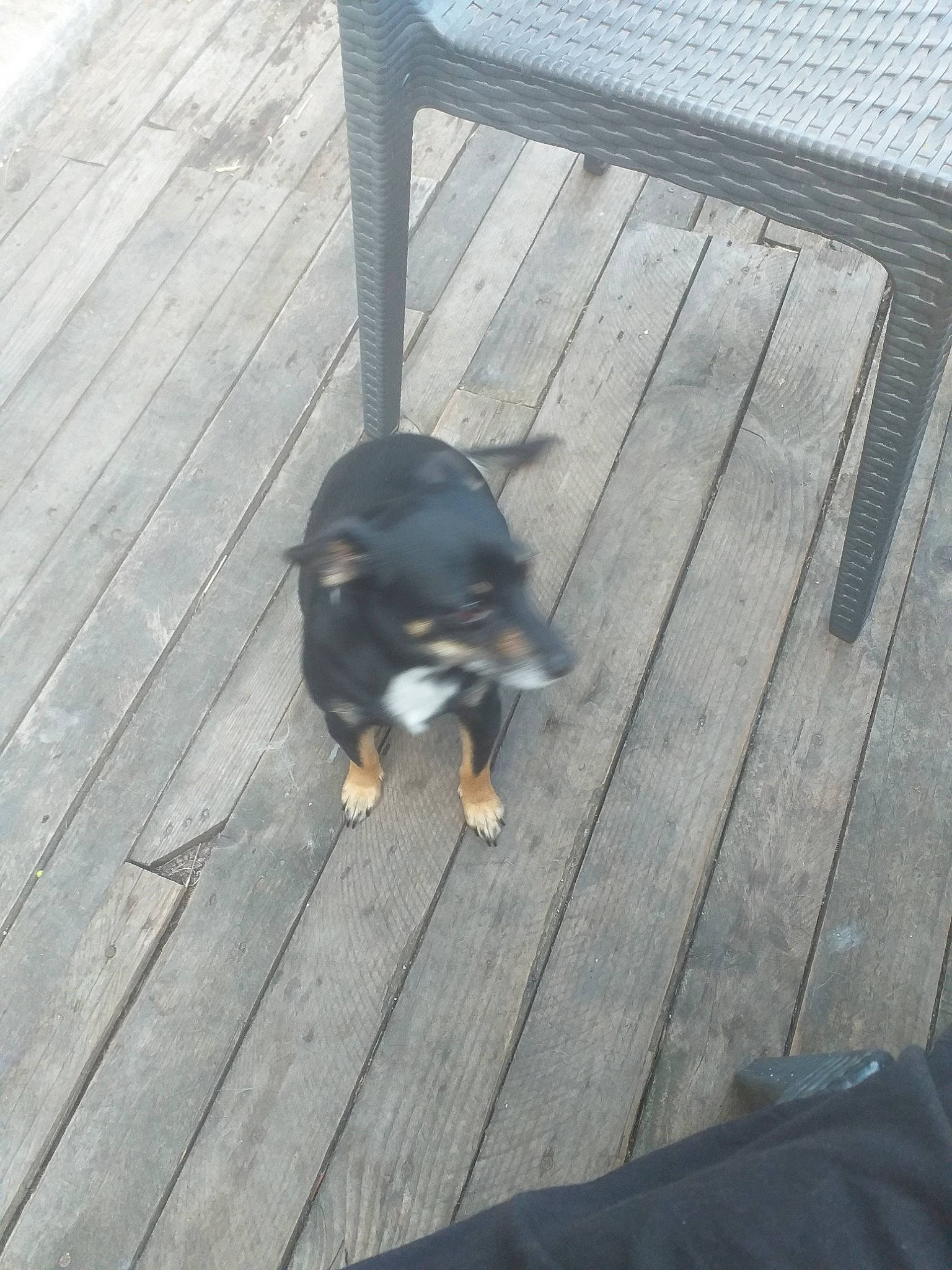 Lya a rejoint le concours — aidez-le/la à gagner de superbes lots ! canidae, carnivore, dog, dog_breed, tail, transylvanian_hound, working_dog