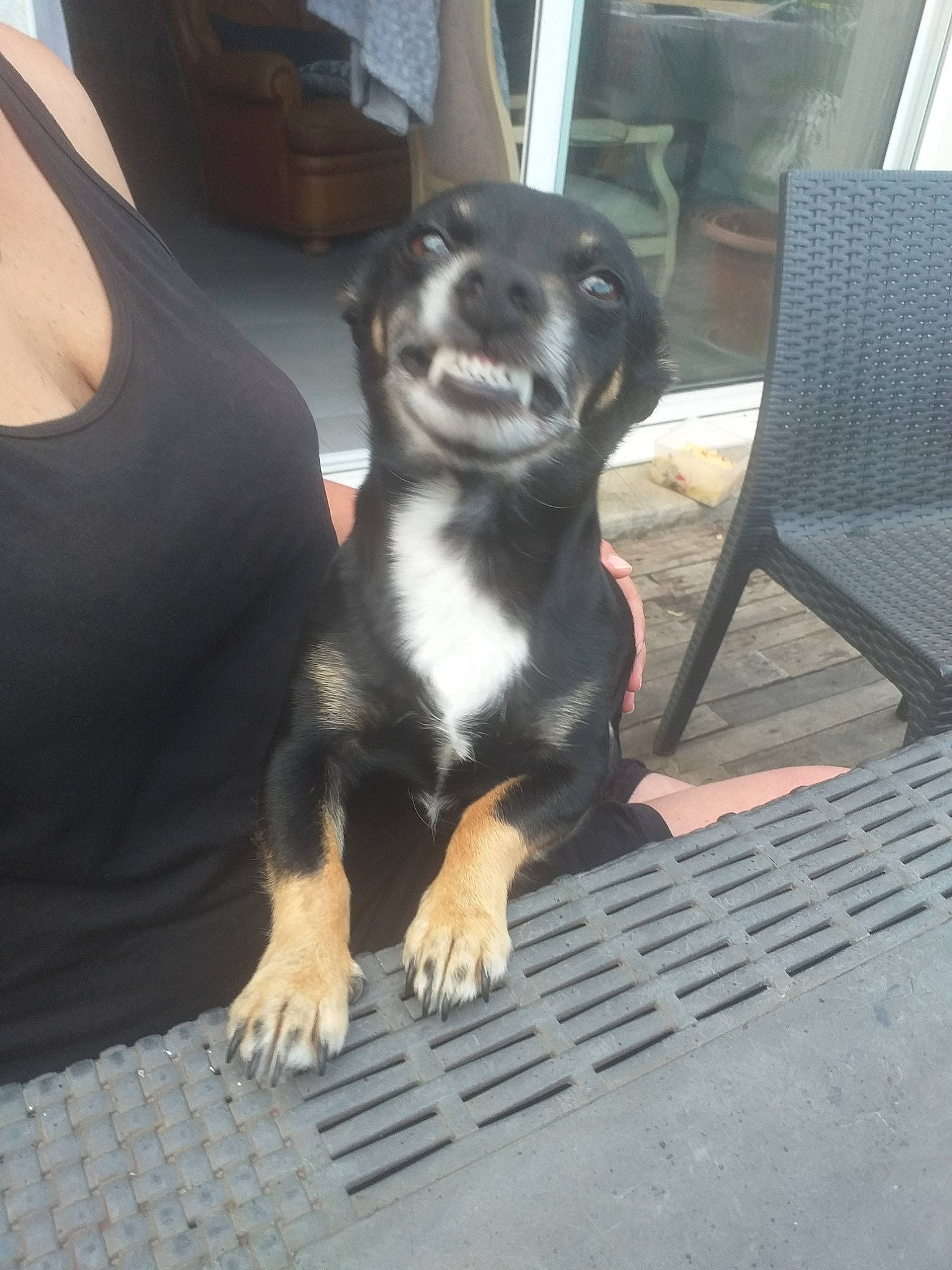 Lya a rejoint le concours — aidez-le/la à gagner de superbes lots ! canidae, carnivore, dog, dog_breed, feist, mammal, puppy, street_dog, vertebrate