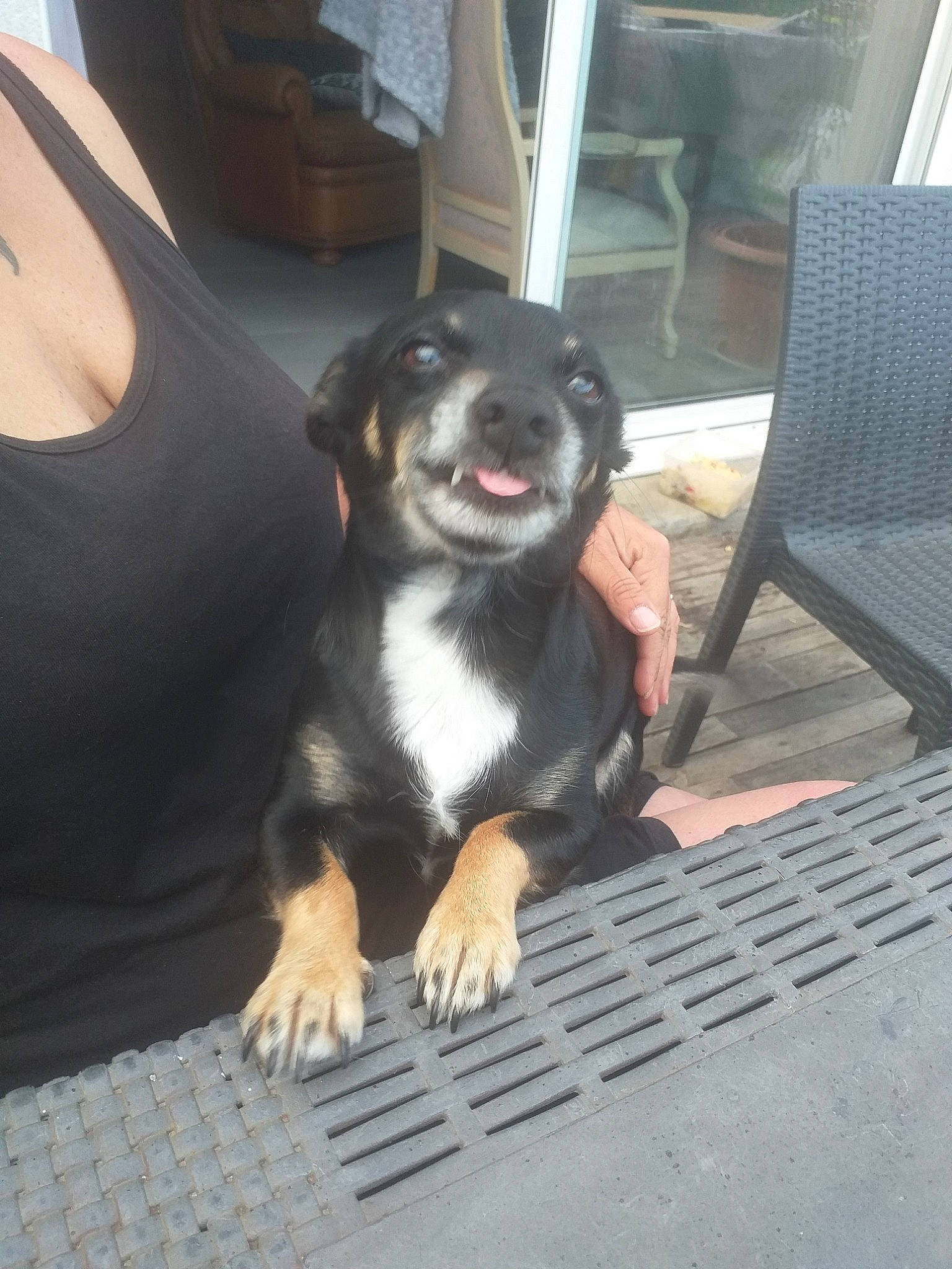 Lya a rejoint le concours — aidez-le/la à gagner de superbes lots ! canidae, carnivore, companion_dog, dog, dog_breed, fawn, huntaway, mammal, puppy, sporting_group, street_dog, vertebrate, working_dog