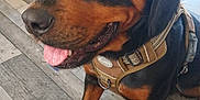 Abby a rejoint le concours — aidez-le/la à gagner de superbes lots ! animal, black, brown, canine, close_up, companion, cute, dog, domestic, floor, friendly, harness, indoor, paw, pet, portrait, rottweiler, sitting, tongue, wooden_floor