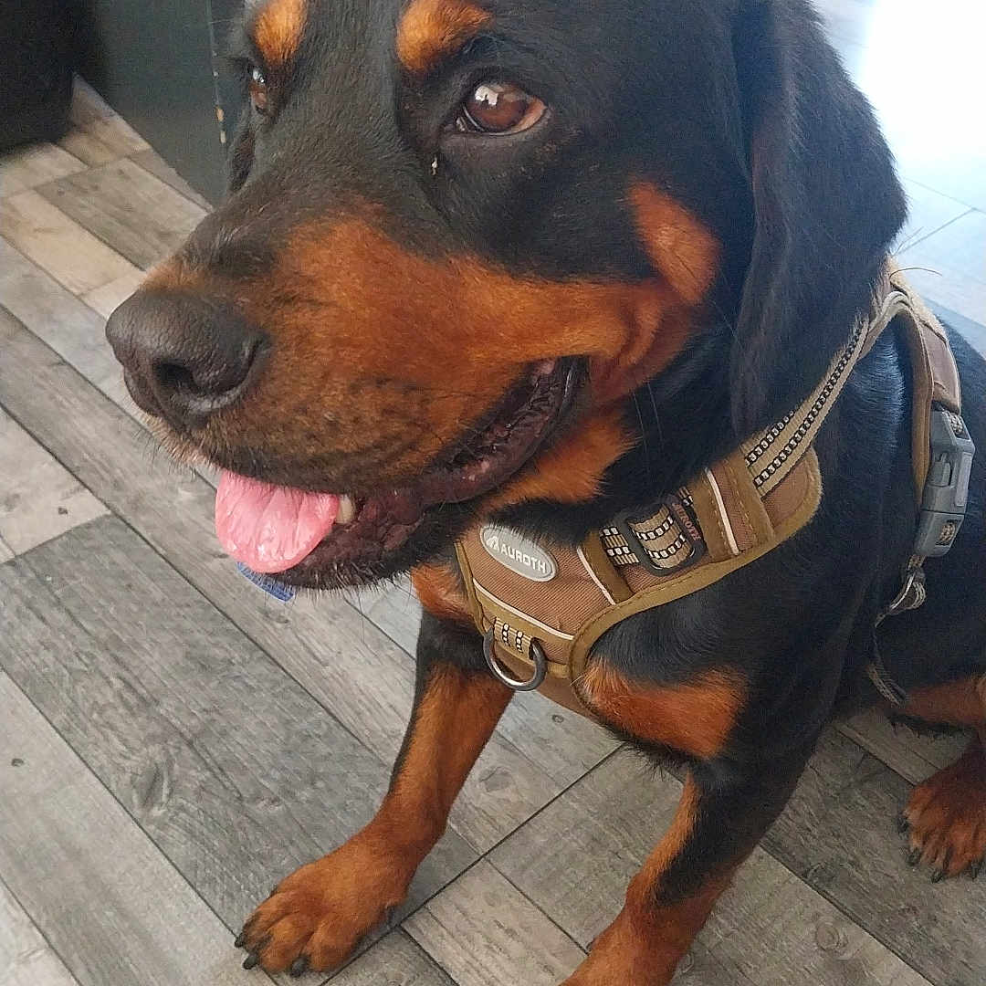 Abby a rejoint le concours — aidez-le/la à gagner de superbes lots ! animal, black, brown, canine, close_up, companion, cute, dog, domestic, floor, friendly, harness, indoor, paw, pet, portrait, rottweiler, sitting, tongue, wooden_floor