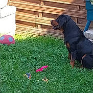 Abby participe au concours pour gagner de l'argent avec cette photo : animal, canine, dog, domestic_animal, fence, garden, grass, greenery, nature, outdoor, pet, plant, play, relaxation, rottweiler, sitting, sunlight, toy, wood, yard