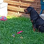 animal, canine, dog, domestic_animal, fence, garden, grass, greenery, nature, outdoor, pet, plant, play, relaxation, rottweiler, sitting, sunlight, toy, wood, yard