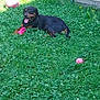 Abby a rejoint le concours — aidez-le/la à gagner de superbes lots ! animal, canine, clover, dog, fence, flower_pot, garden, grass, greenery, happy, nature, outdoor, pet, playful, relaxed, rottweiler, summer, sunlight, toy, yard