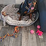 Abby participe au concours pour gagner de l'argent avec cette photo : animal, blanket, bone, canine, chew_toy, comfort, couch, dog, dog_bed, domestic, floor, happy, indoor, leash, pet, playful, resting, rottweiler, toy, wooden_floor