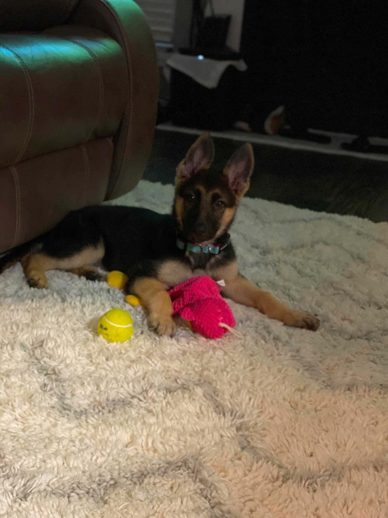 Nyla joined the competition — help win amazing prizes! australian_kelpie, canidae, carnivore, dog, dog_breed, dog_toy, fawn, feist, floor, german_shepherd_dog, mammal, miniature_pinscher, paw, potcake_dog, puppy, tennis_ball