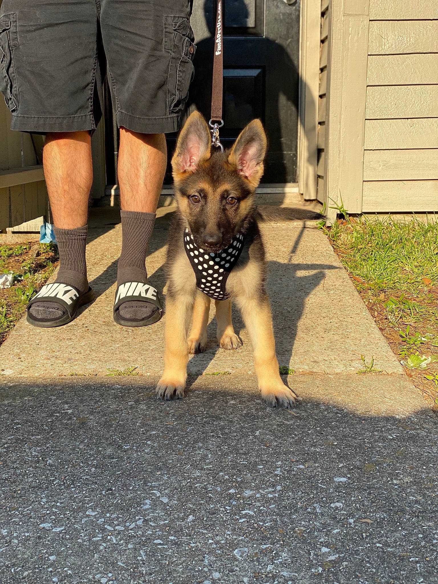 Nyla is registered to the contest to win money with this photo: belgian_shepherd, belgian_shepherd_malinois, canidae, carnivore, dog, dog_breed, east_european_shepherd, fawn, german_shepherd_dog, king_shepherd, kunming_wolfdog, law_enforcement, leash, mammal, old_german_shepherd_dog, police_dog, shiloh_shepherd_dog, snout, vertebrate, working_dog