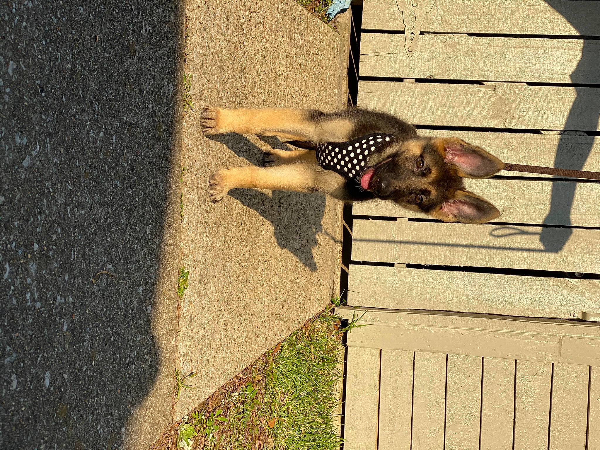 Nyla is registered to the contest to win money with this photo: canidae, fawn, wood