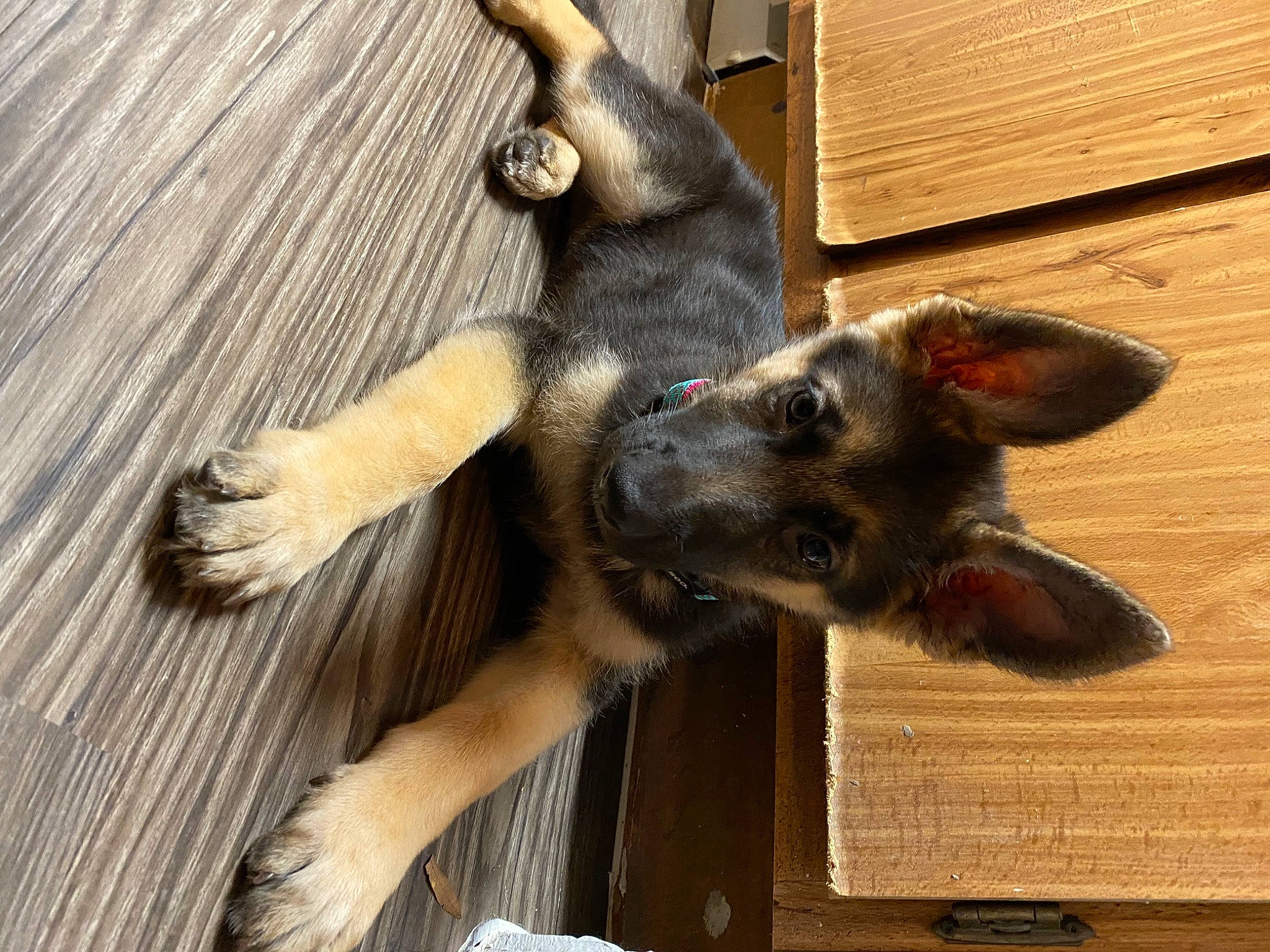 Nyla joined the competition — help win amazing prizes! canidae, carnivore, dog, dog_breed, fawn, flooring, paw, snout, sporting_group, wood