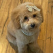 Nova joined the competition — help win amazing prizes! dog, poodle, bow, pearl_necklace, fluffy, cute, pet, indoor, wooden_floor, adorable, small_dog, groomed, sitting, looking_up, fur, companion, animal, domestic, portrait, toy_breed