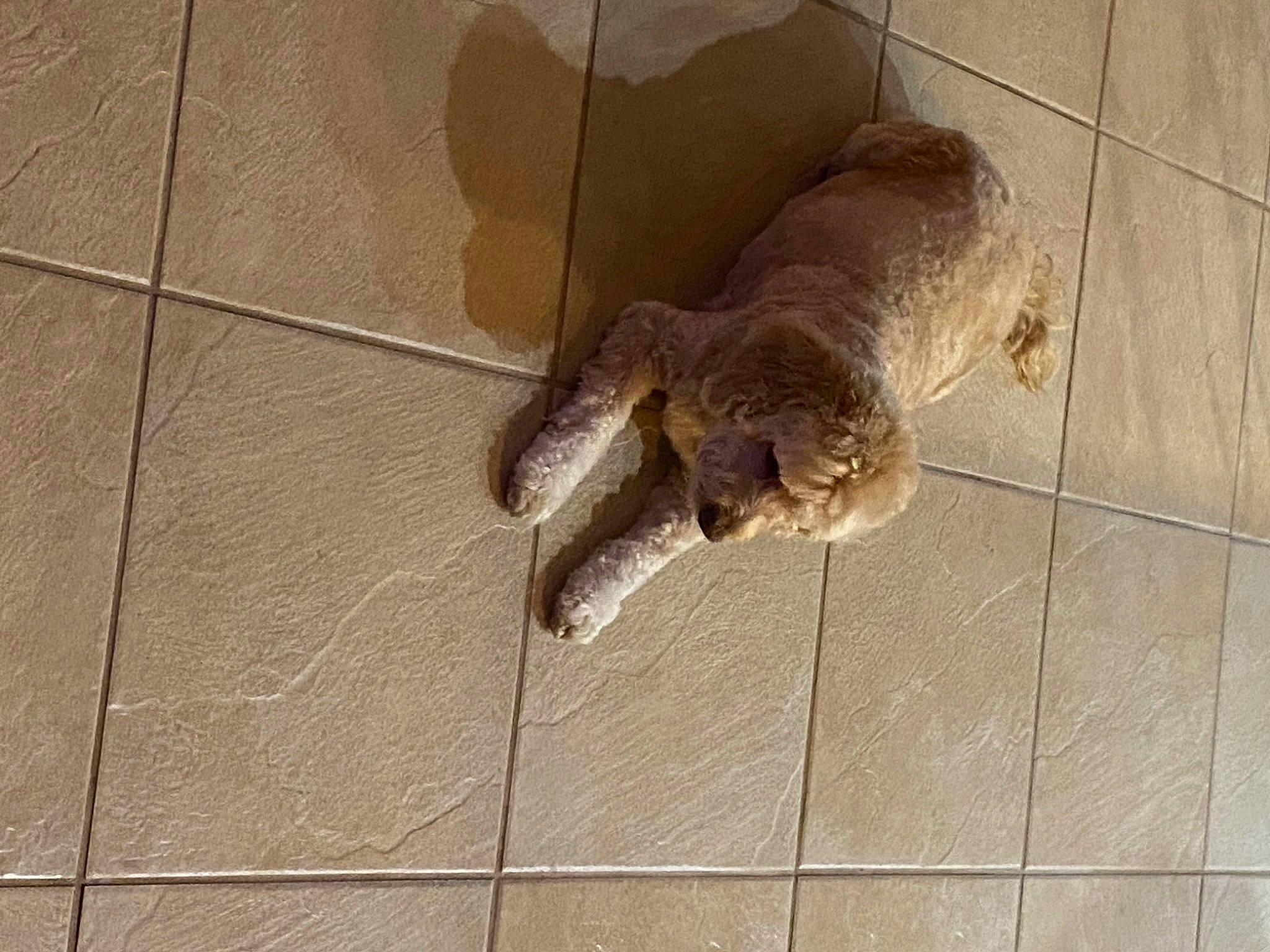 Copper is registered to the contest to win money with this photo: carnivore, cat, claw, domestic_short_haired_cat, fawn, felidae, floor, flooring, liver, mammal, paw, small_to_medium_sized_cats, snout, tail, terrestrial_animal, tile, tile_flooring, vertebrate