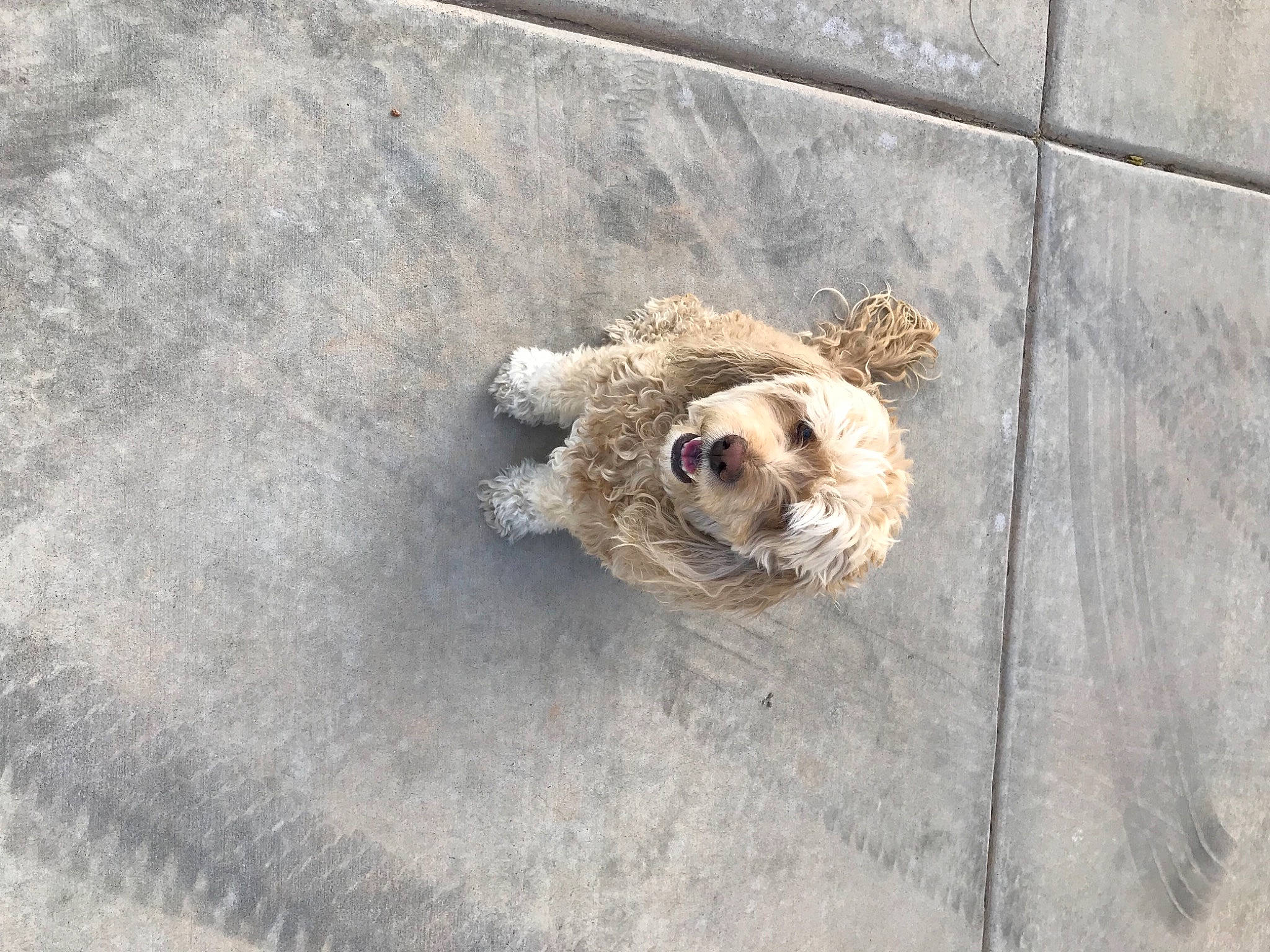 Copper joined the competition — help win amazing prizes! beige, canidae, carnivore, companion_dog, dog, dog_breed, fawn, grey, snout, sporting_group