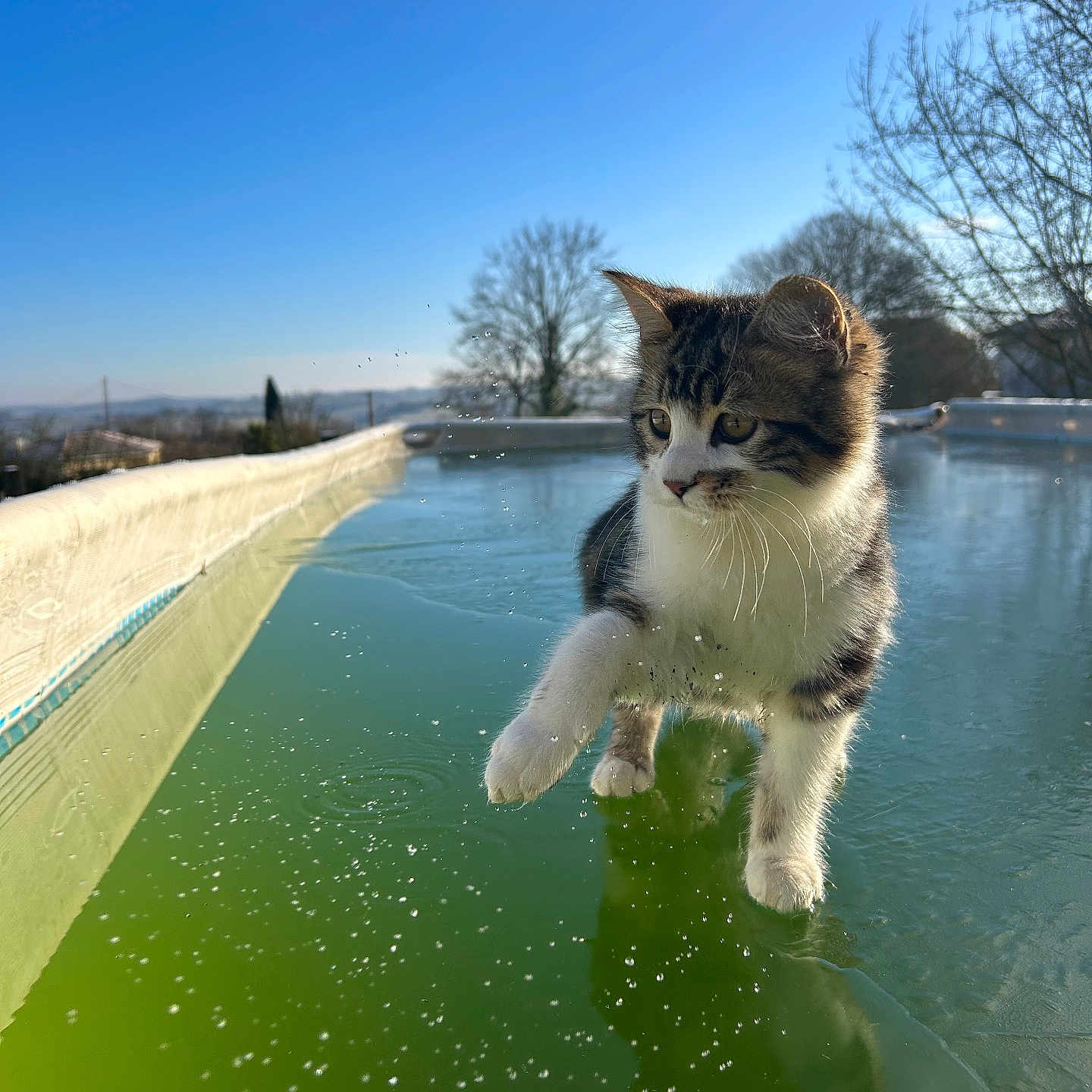 Patcha