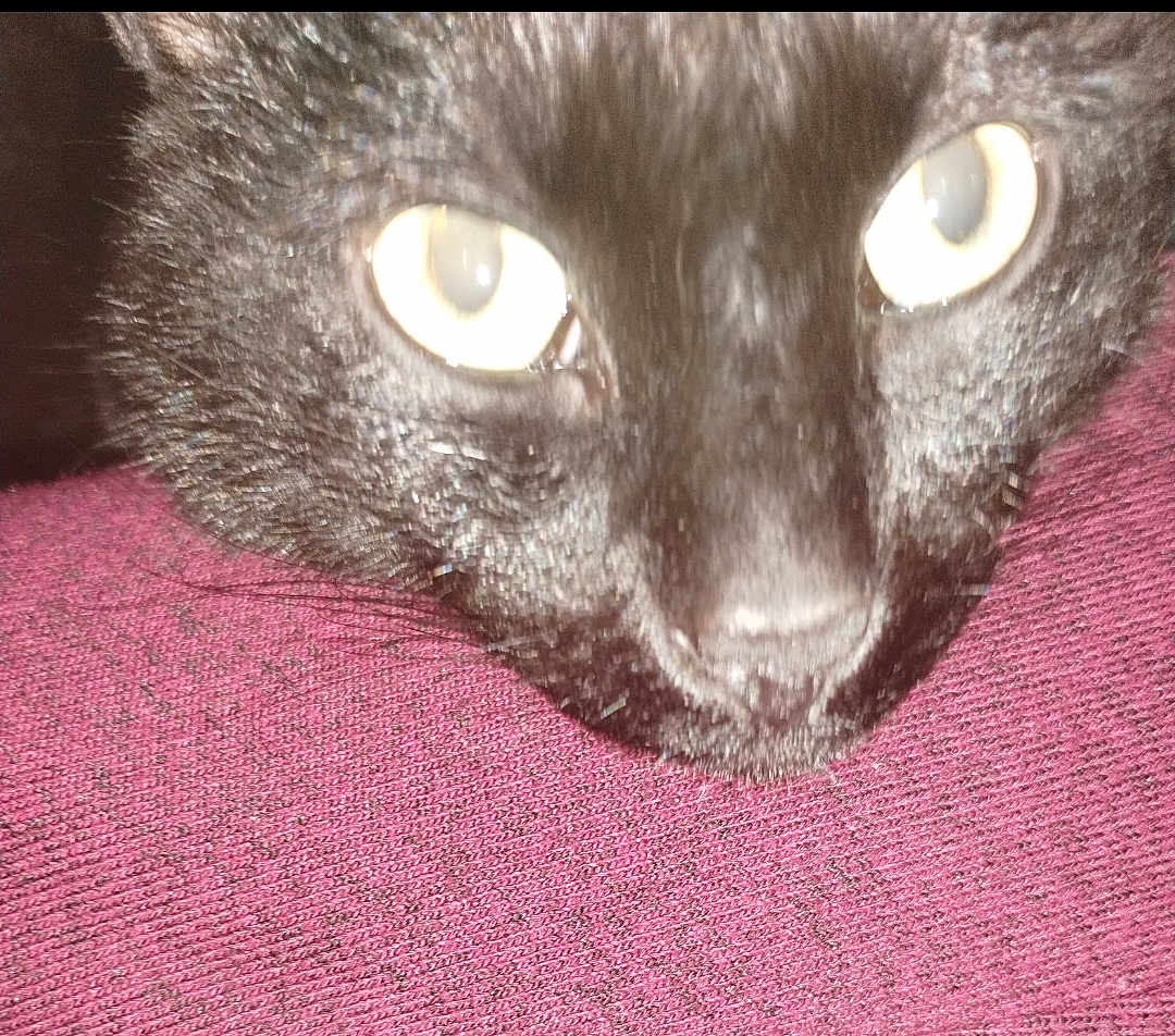 Baby Bean