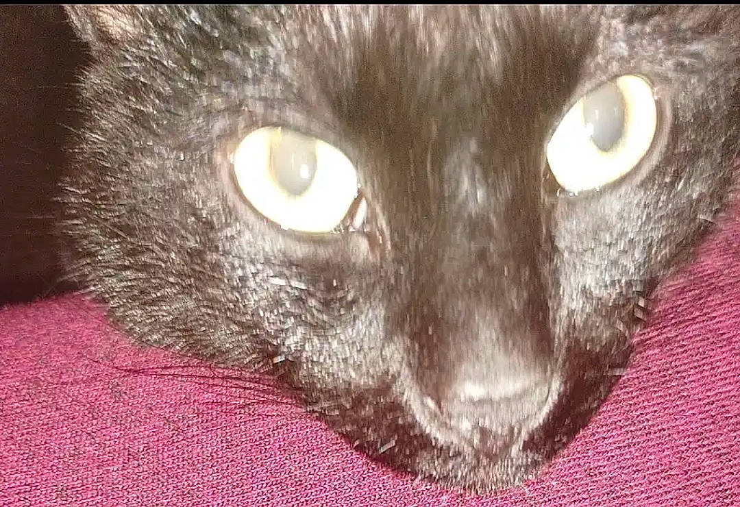 Baby is registered to the contest to win money with this photo: black_cat, carnivore, cat, close_up, domestic_short_haired_cat, felidae, fur, iris, small_to_medium_sized_cats, snout, terrestrial_animal, whiskers, wildlife