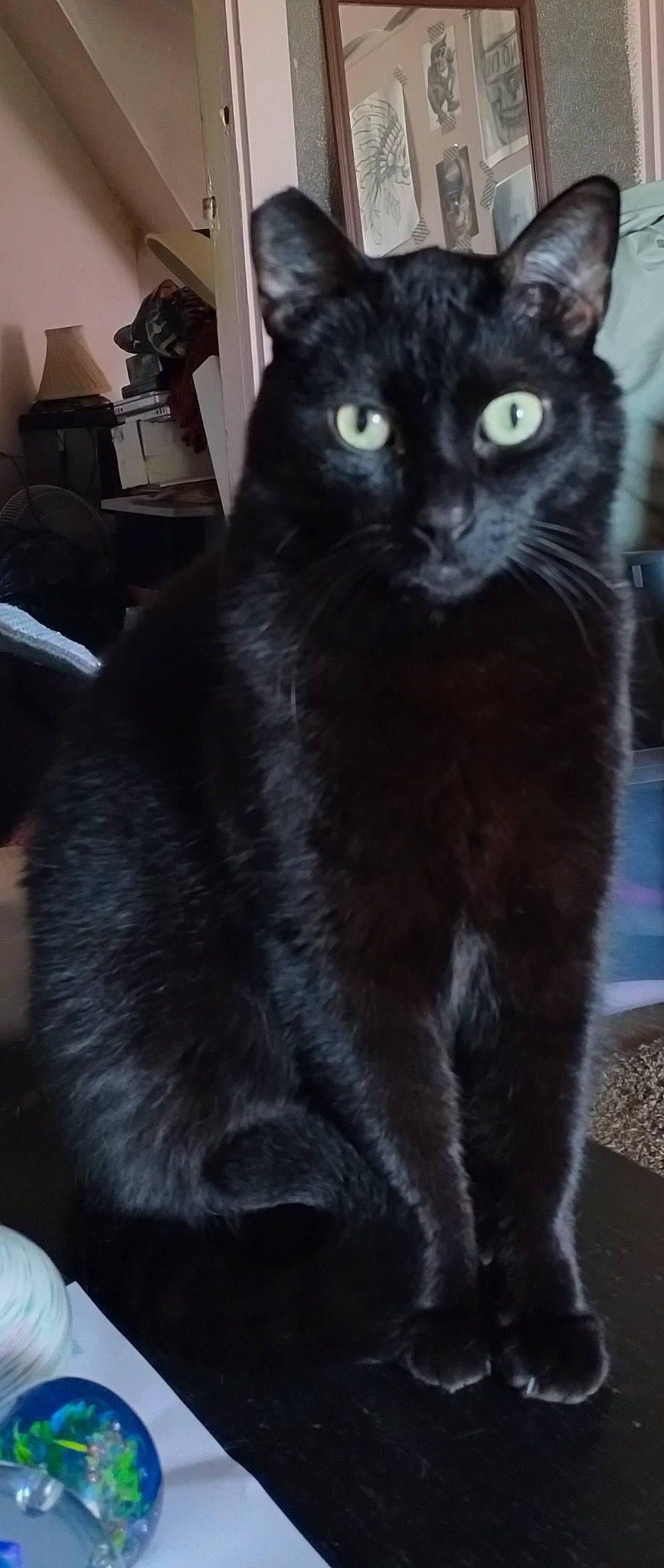 Baby joined the competition — help win amazing prizes! black, black_cat, carnivore, cat, claw, domestic_short_haired_cat, felidae, fur, grey, small_to_medium_sized_cats, snout, tail, terrestrial_animal, whiskers, window