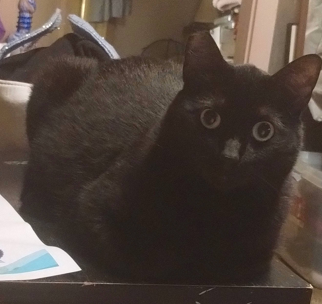 Baby is registered to the contest to win money with this photo: black_cat, carnivore, cat, cat_supply, chair, comfort, domestic_short_haired_cat, felidae, fur, grey, small_to_medium_sized_cats, snout, tail, whiskers, window