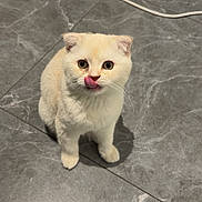 Coco participe au concours pour gagner de l'argent avec cette photo : cat, kitten, cream_cat, licking, tongue_out, marble_floor, cable, indoor, pet, small, cute, whiskers, paws, sitting, looking_up, round_eyes, folded_ears, fur, shadow, tile_floor