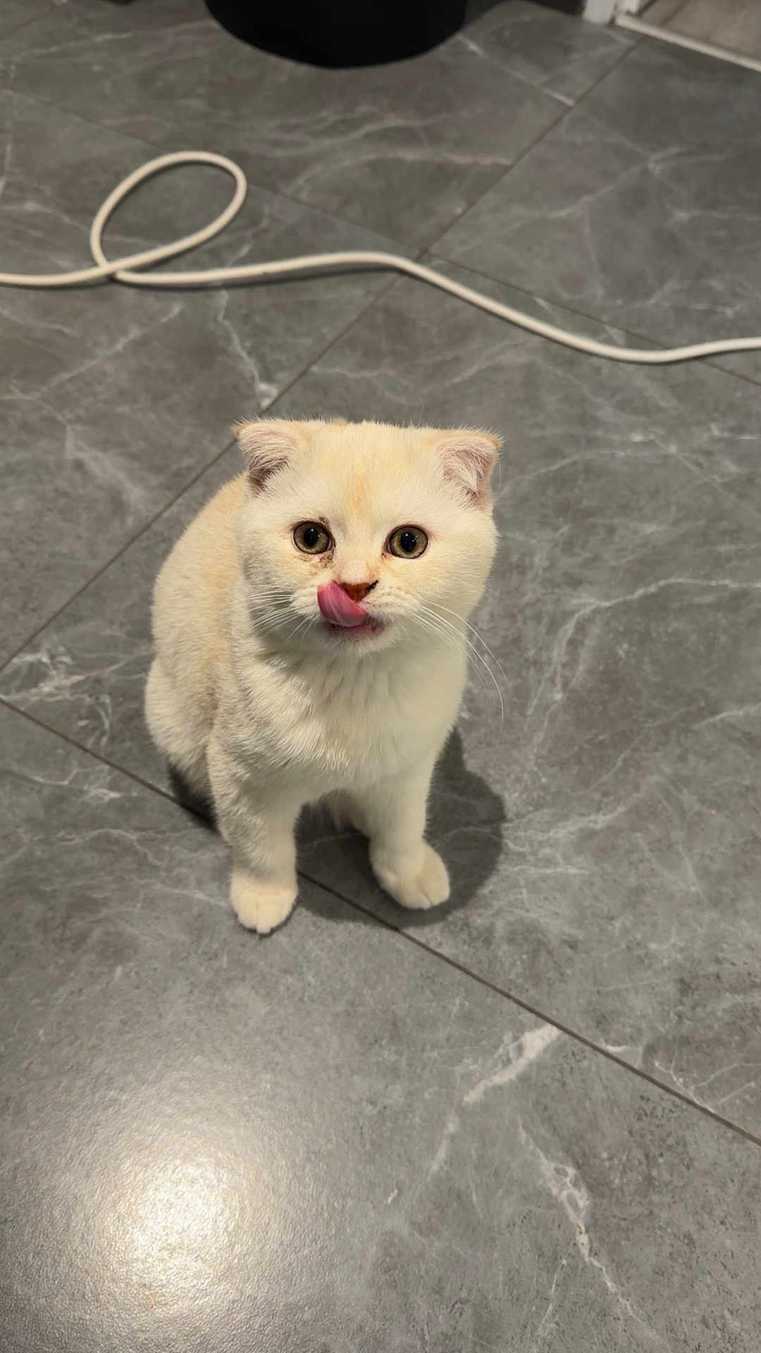 Coco participe au concours pour gagner de l'argent avec cette photo : cat, kitten, cream_cat, licking, tongue_out, marble_floor, cable, indoor, pet, small, cute, whiskers, paws, sitting, looking_up, round_eyes, folded_ears, fur, shadow, tile_floor