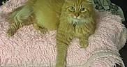 Boo is registered to the contest to win money with this photo: cat, orange_cat, fluffy_cat, pet, animal, feline, indoor, blanket, pink_blanket, fur, whiskers, relaxed, lying_down, looking_at_camera, cozy, soft_texture, household, domestic_animal, cute, resting