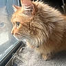 Boo joined the competition — help win amazing prizes! cat, orange_cat, fluffy, reflection, window, indoor, pet, feline, curious, whiskers, closeup, side_profile, soft_light, domestic_animal, animal, fur, looking_out, cozy, quiet, contemplative