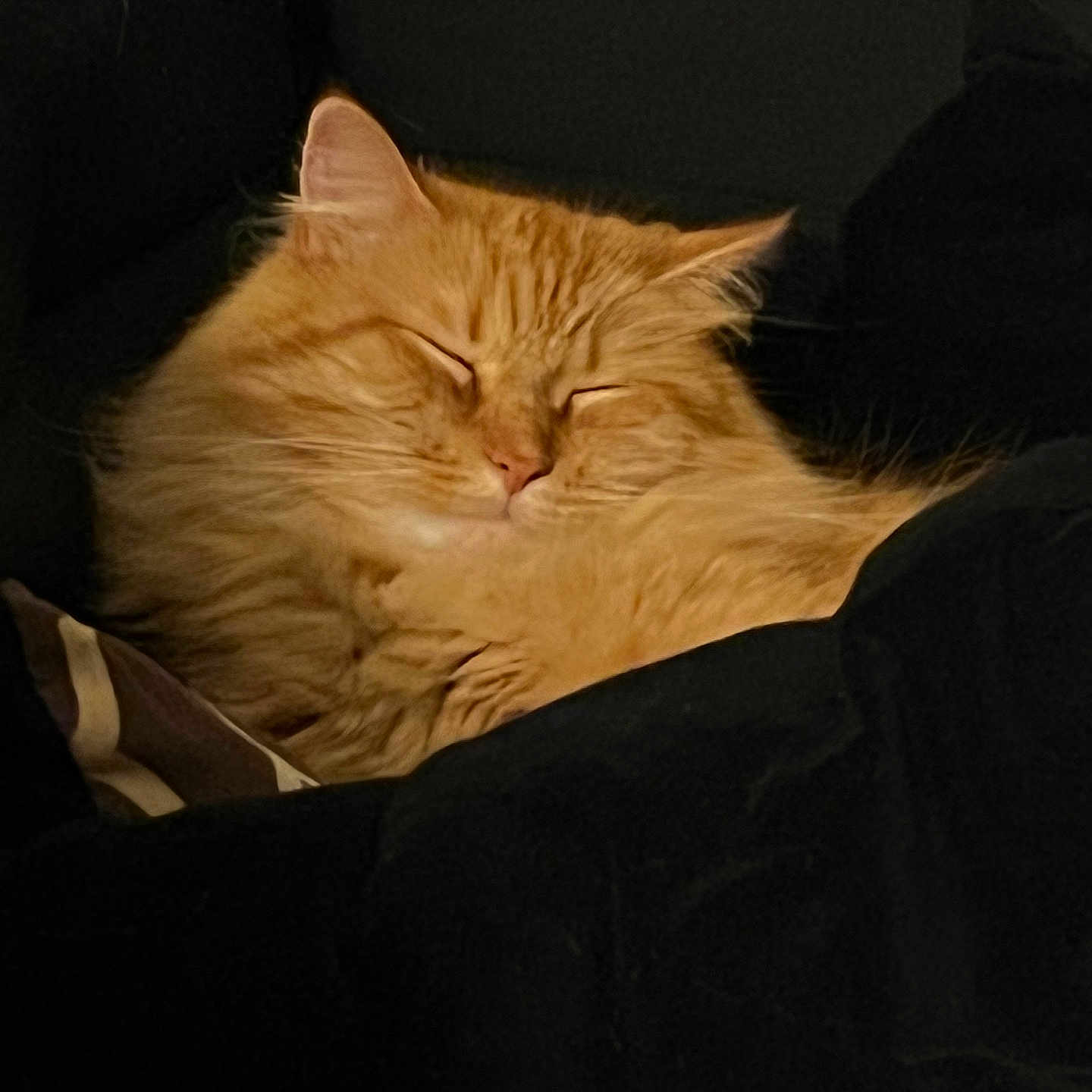 Boo