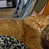 Boo is registered to the contest to win money with this photo: cat, orange_cat, sleeping, fluffy, pet, cozy, indoor, pillow, blanket, resting, fur, whiskers, closeup, domestic, animal, relaxation, soft, comfortable, couch, home