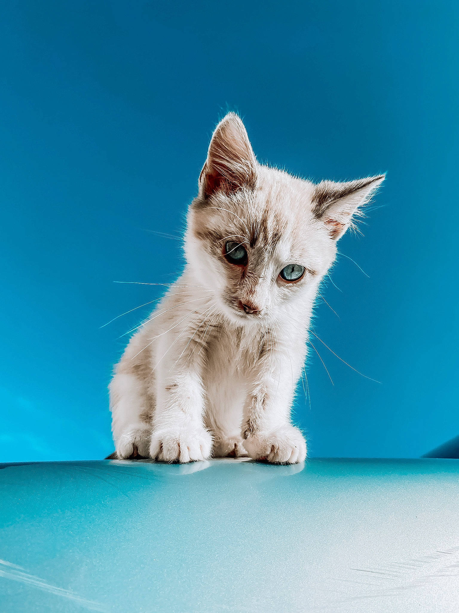 Moby a rejoint le concours — aidez-le/la à gagner de superbes lots ! blue, carnivore, cat, claw, domestic_short_haired_cat, electric_blue, fawn, felidae, fur, paw, photo_caption, sitting, small_to_medium_sized_cats, snout, tail, terrestrial_animal, whiskers, window