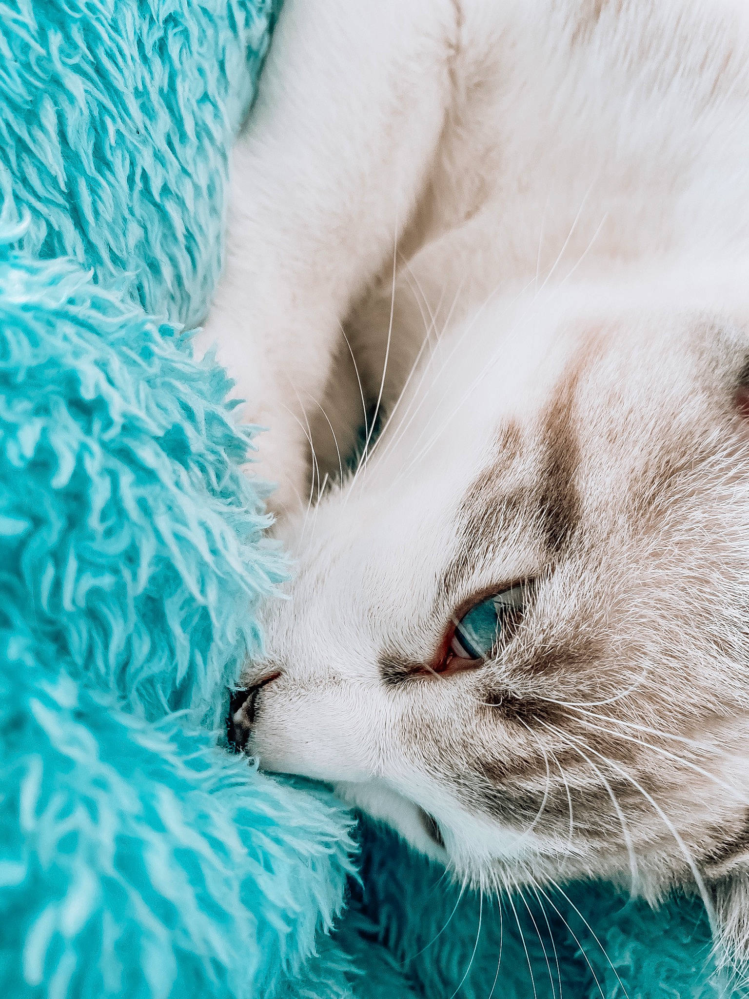 Moby a rejoint le concours — aidez-le/la à gagner de superbes lots ! art, azure, carnivore, cat, claw, comfort, domestic_short_haired_cat, electric_blue, fawn, felidae, fur, grass, nap, pattern, paw, small_to_medium_sized_cats, snout, tail, whiskers, wildlife