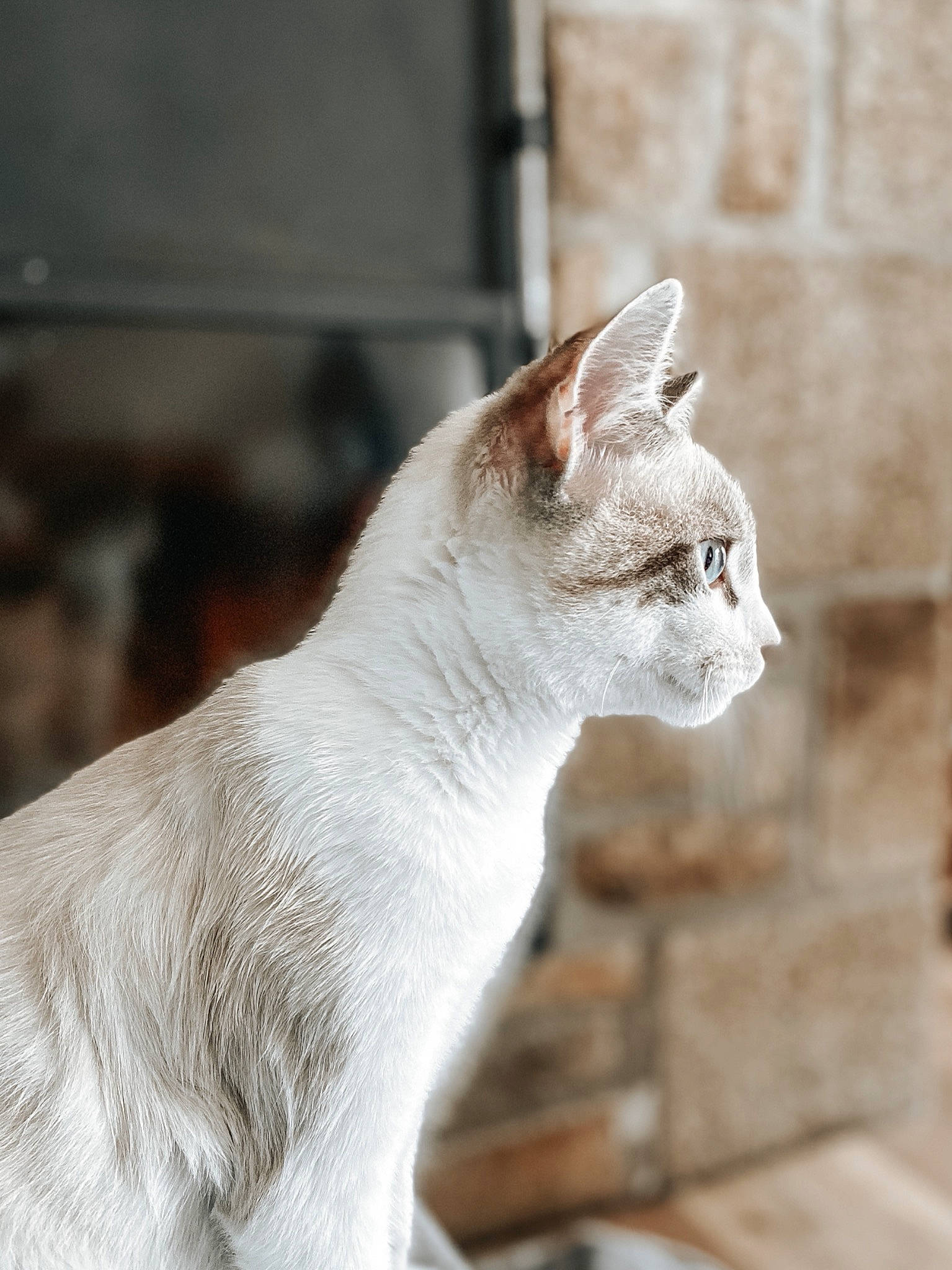 Moby participe au concours pour gagner de l'argent avec cette photo : carnivore, cat, devon_rex, domestic_short_haired_cat, fawn, felidae, fur, jaw, neck, small_to_medium_sized_cats, snout, tail, terrestrial_animal, whiskers
