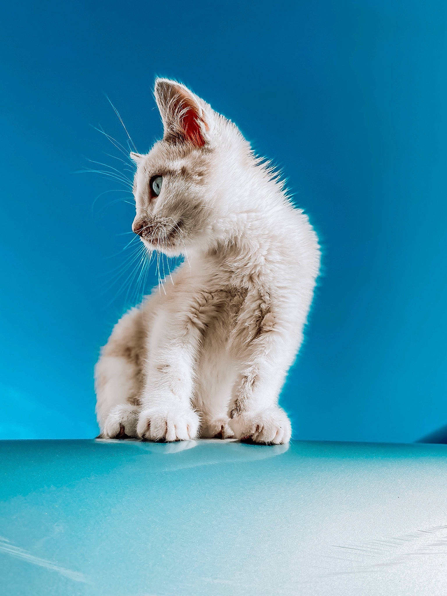 Moby a rejoint le concours — aidez-le/la à gagner de superbes lots ! azure, blue, carnivore, cat, claw, electric_blue, felidae, fur, gesture, paw, photo_caption, rectangle, sitting, small_to_medium_sized_cats, snout, tail, terrestrial_animal, whiskers, window