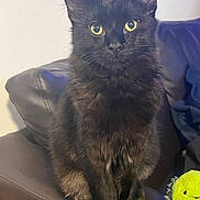 Odd joined the competition — help win amazing prizes! cat, black_cat, pet, animal, feline, indoor, couch, leather, plush_toy, yellow_eyes, fur, sitting, curious, closeup, domestic_animal, cozy, furniture, mammal, whiskers, cute