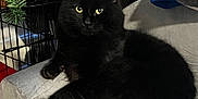 Odd joined the competition — help win amazing prizes! black_cat, cat, furniture, chair, indoor, pet, fluffy, yellow_eyes, animal, cozy, stuffed_animal, wire_crate, clothing, jacket, tail, relaxed, domestic_cat, home, cute, fur