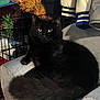 black_cat, cat, furniture, chair, indoor, pet, fluffy, yellow_eyes, animal, cozy, stuffed_animal, wire_crate, clothing, jacket, tail, relaxed, domestic_cat, home, cute, fur