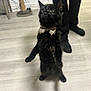 Odd is registered to the contest to win money with this photo: black_cat, cat, bow_tie, standing, indoor, floor, scratching_post, person, socks, legs, curious, pet, feline, animal, domestic, whiskers, ears, looking_up, wooden_floor, cute