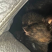 Kia is registered to the contest to win money with this photo: kitten, sleeping, close_up, black_fur, paw, soft_texture, cozy, resting, animal, pet, feline, cute, peaceful, indoor, fur, small, whiskers, nose, face, dark