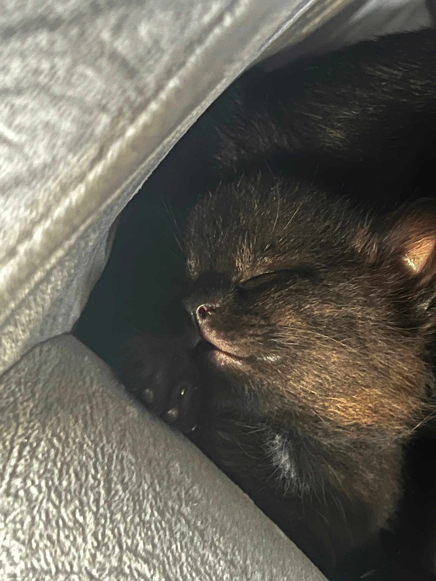 Kia is registered to the contest to win money with this photo: kitten, sleeping, close_up, black_fur, paw, soft_texture, cozy, resting, animal, pet, feline, cute, peaceful, indoor, fur, small, whiskers, nose, face, dark