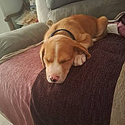 Marley a rejoint le concours — aidez-le/la à gagner de superbes lots ! puppy, dog, sleeping, couch, blanket, indoor, cozy, resting, fur, pet, collar, home, relaxation, comfort, furniture, brown, white, nose, paw, quiet