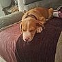 puppy, dog, sleeping, couch, blanket, indoor, cozy, resting, fur, pet, collar, home, relaxation, comfort, furniture, brown, white, nose, paw, quiet