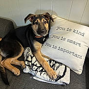Sarge is registered to the contest to win money with this photo: puppy, dog, pet, animal, floppy_ears, black_and_tan, sitting, lying_down, couch, pillow, blanket, indoor, home, portrait, face, eyes, nose, collar, relaxed, textile