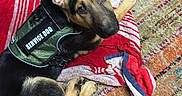 Sarge is registered to the contest to win money with this photo: puppy, dog, black_and_tan, service_dog, vest, harness, rug, blanket, indoors, floor, lying_down, portrait, pet, animal, floppy_ears, brown_eyes, black_fur, tan_fur, colorful, cute