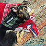 puppy, dog, black_and_tan, service_dog, vest, harness, rug, blanket, indoors, floor, lying_down, portrait, pet, animal, floppy_ears, brown_eyes, black_fur, tan_fur, colorful, cute
