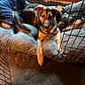 Sarge joined the competition — help win amazing prizes! dog, puppy, pet, animal, crate, kennel, bedding, blanket, cushion, patterned_fabric, paw, floppy_ears, black_and_tan, lying_down, relaxed, indoors, home, carpet, warm_lighting, portrait