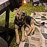 Sarge joined the competition — help win amazing prizes! dog, puppy, german_shepherd, black_and_tan, lying_down, sitting, happy, smiling, open_mouth, floppy_ears, harness, pet, indoor, living_room, carpet, rug, green_carpet, geometric_pattern, plush_toy, home_decor