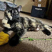 Priddy is registered to the contest to win money with this photo: cat, tortoiseshell, flower, yellow_rose, carpet, indoor, pet, animal, paw, relaxed, laying_down, feline, domestic, closeup, eye_contact, soft_light, cozy, home, plant, stem