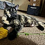 cat, tortoiseshell, flower, yellow_rose, carpet, indoor, pet, animal, paw, relaxed, laying_down, feline, domestic, closeup, eye_contact, soft_light, cozy, home, plant, stem