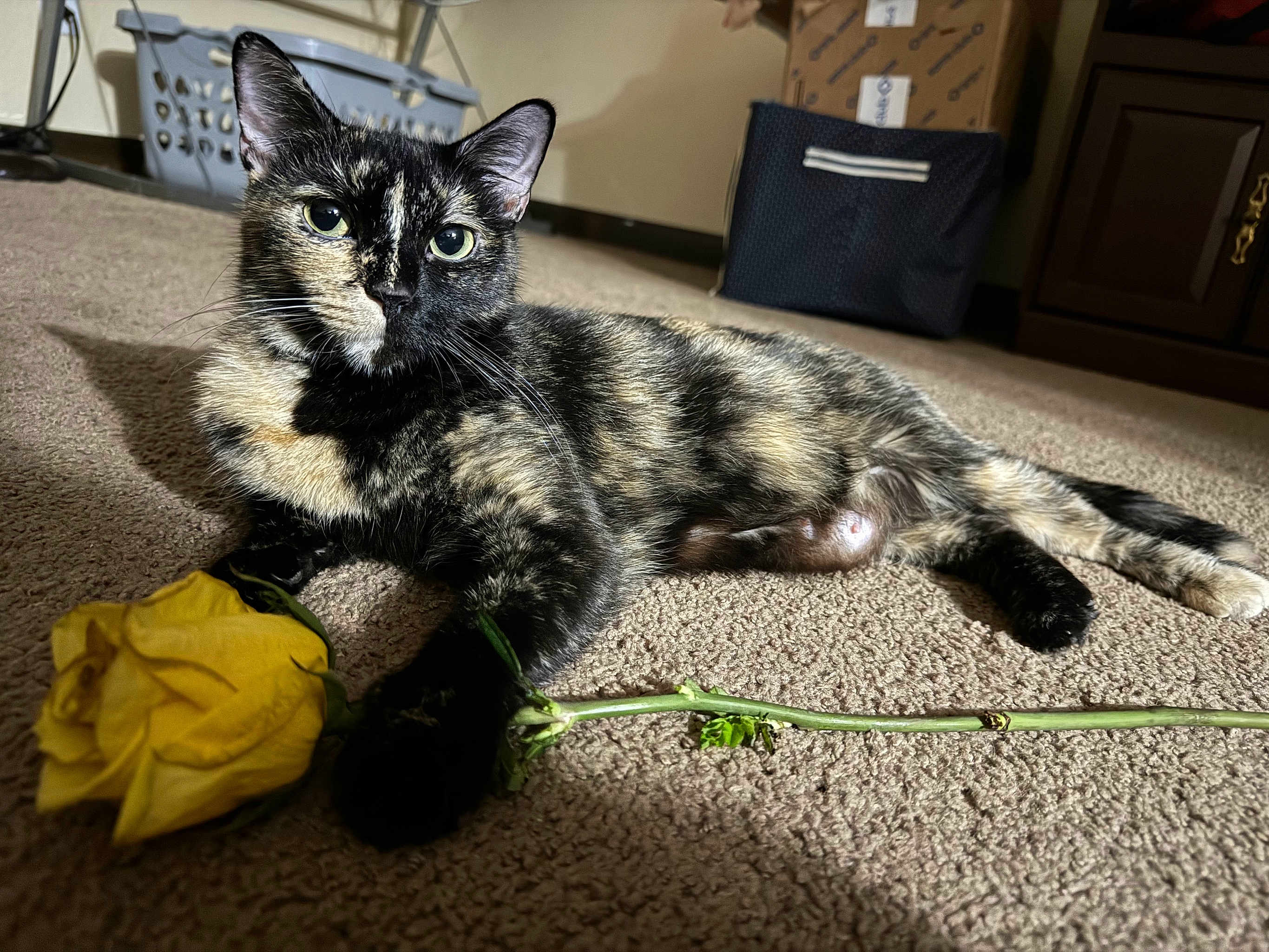 Priddy is registered to the contest to win money with this photo: cat, tortoiseshell, flower, yellow_rose, carpet, indoor, pet, animal, paw, relaxed, laying_down, feline, domestic, closeup, eye_contact, soft_light, cozy, home, plant, stem