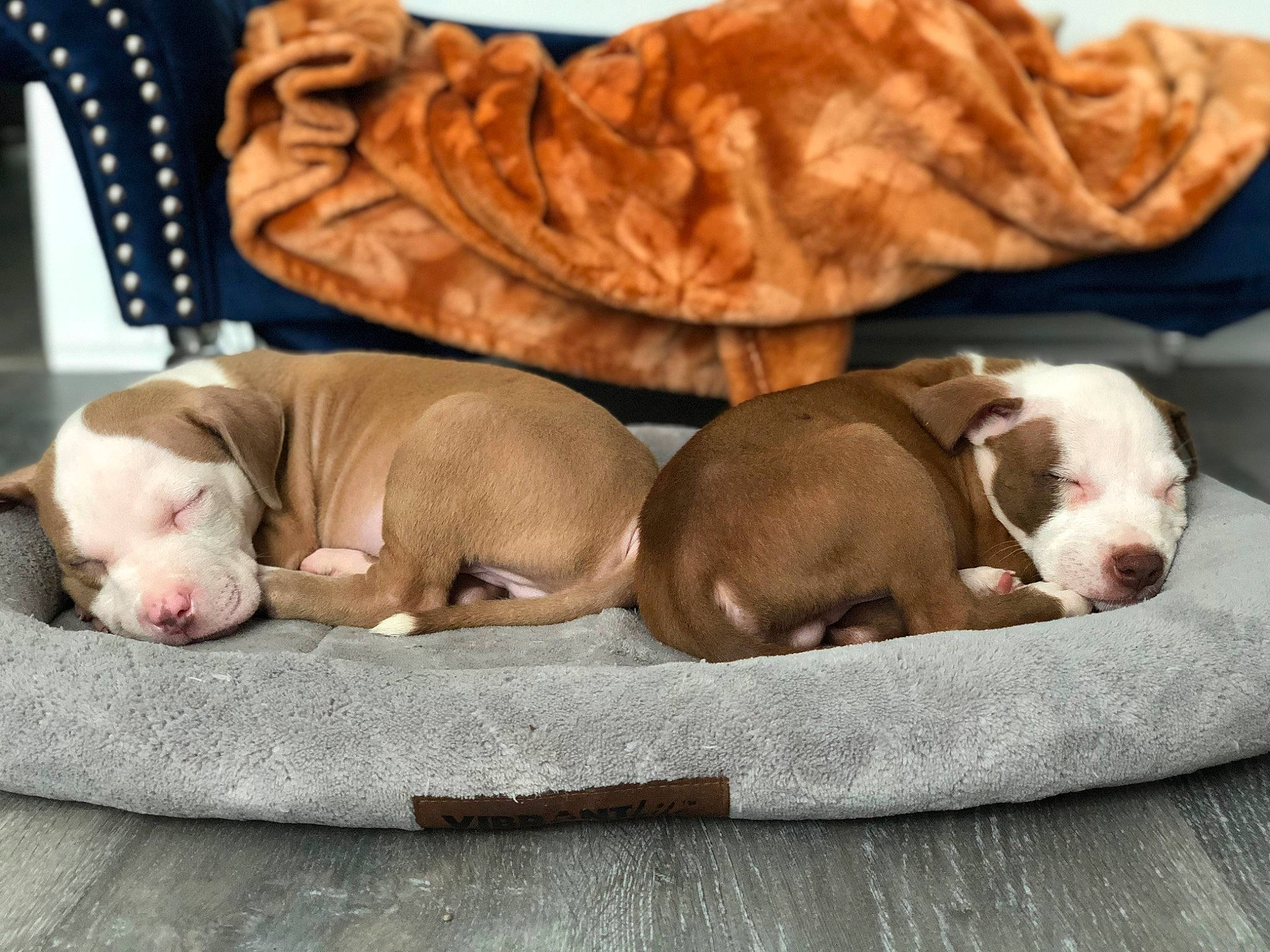 Dobby And Gizmo is registered to the contest to win money with this photo: bedding, bedtime, canidae, carnivore, comfort, companion_dog, curtain, dog, dog_bed, dog_breed, dog_supply, fawn, linens, liver, snout, sporting_group, whiskers, wood, working_animal, wrinkle