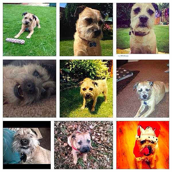 Baxter is registered to the contest to win money with this photo: